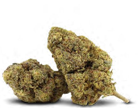 MIMOSA