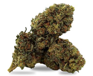 WHITE WIDOW