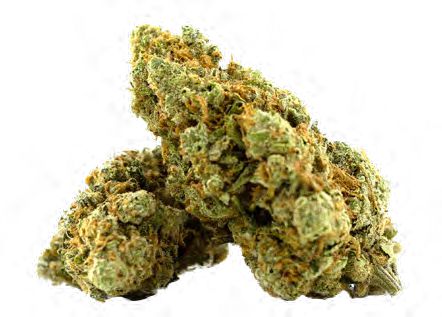 AMNESIA