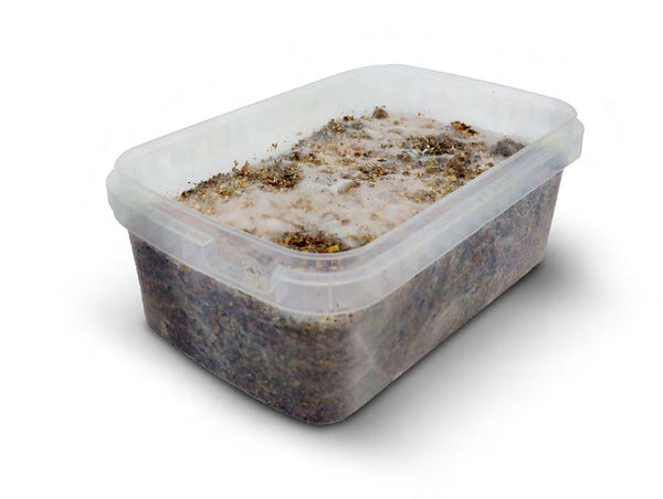 MYCELIUM GOLDEN TEACHER