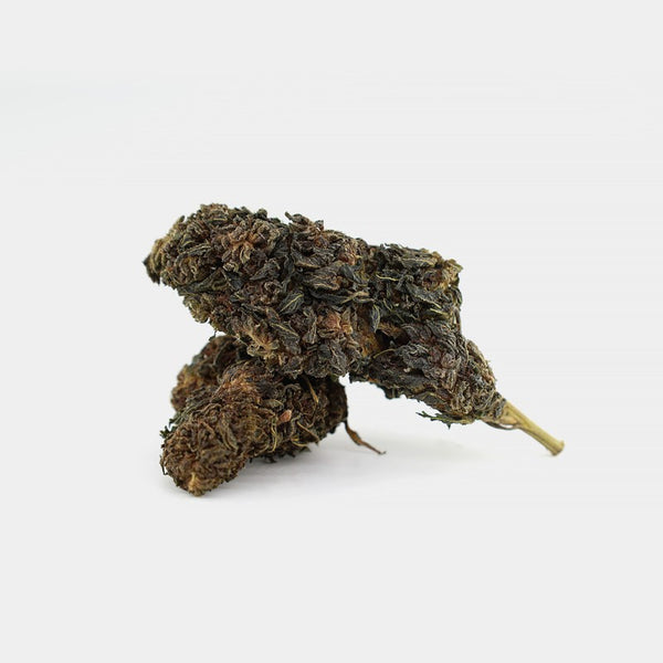 CHOCOLATA SKUNK