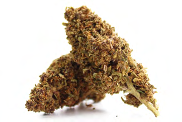 GRANDADY PURPLE